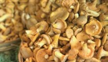 Fun with Fungi: Chanterelle Mushrooms and Chanterelle Sauce