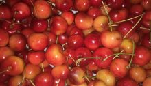 National Rainier Cherry Day