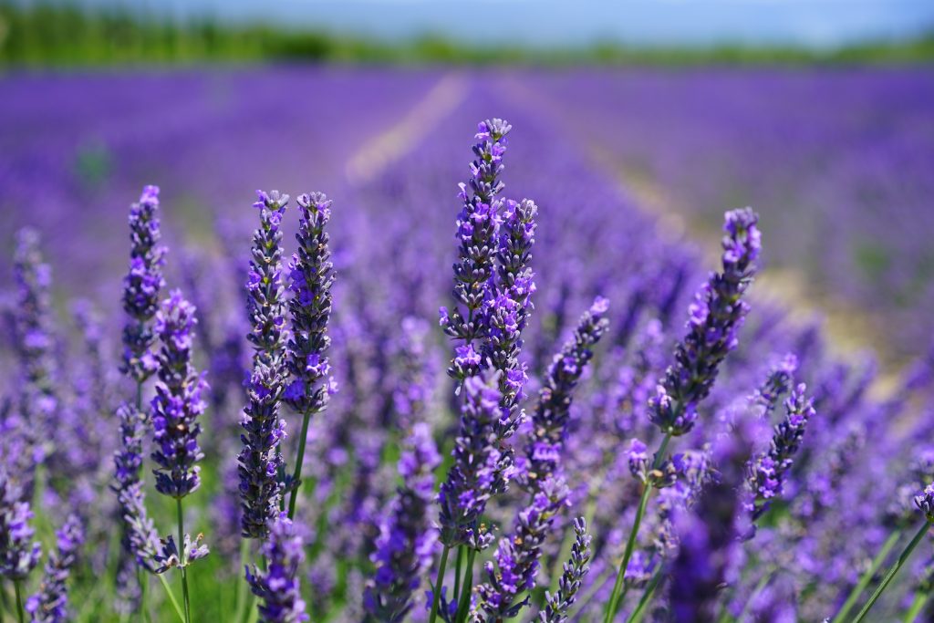 Lavender The Flower that Keeps on Giving! My Fresh Basket