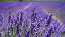 Lavender: The Flower that Keeps on Giving!