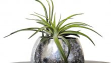 How to Care for Air Plants